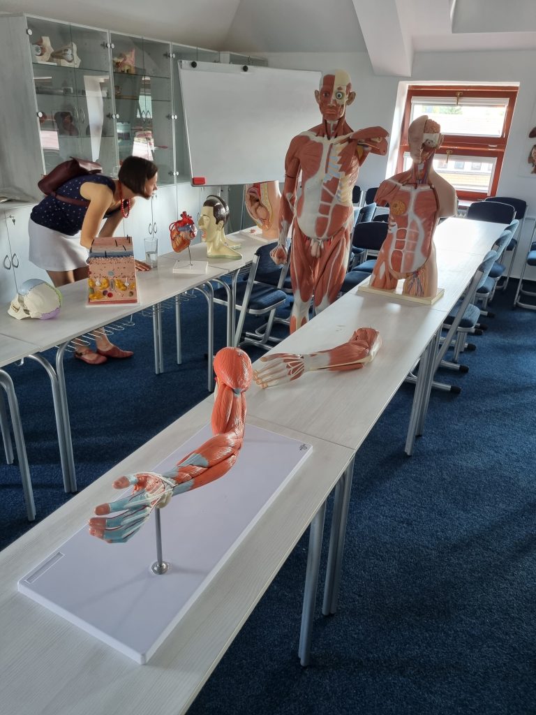 Anatomické modely lidského těla vystavené v laboratoři praktických dovedností v Písku
