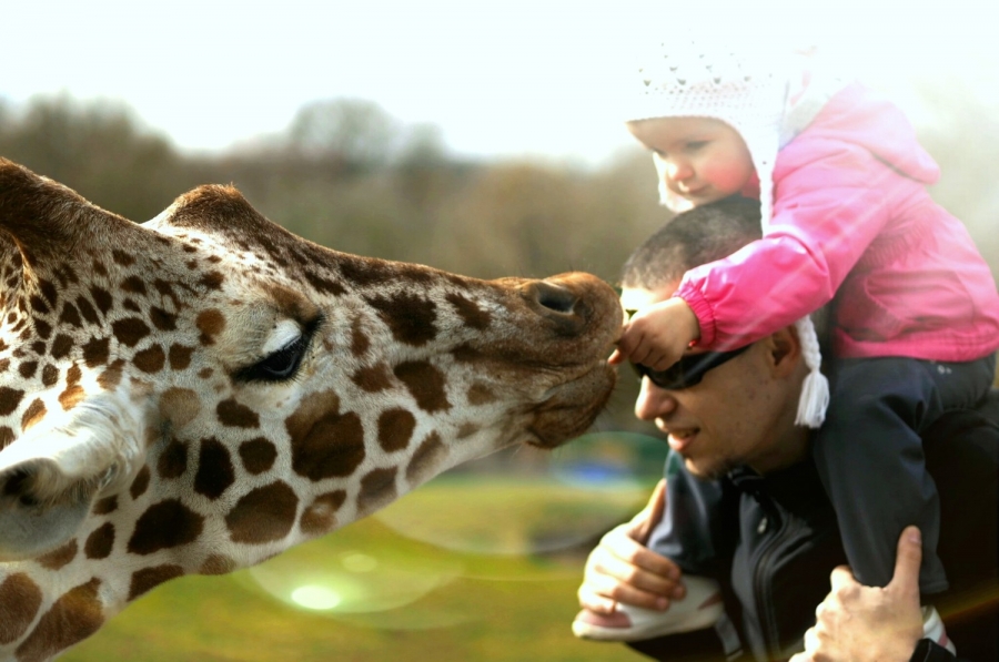 Safari Zoo Dvůr Králové