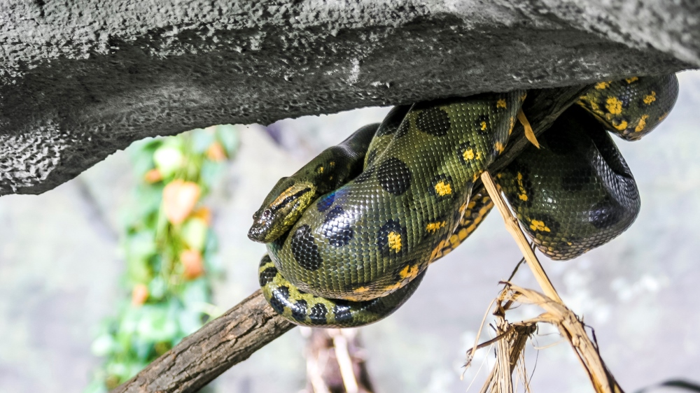 CRR se nedávno stalo adoptivním rodičem anakondy velké v pražské ZOO.