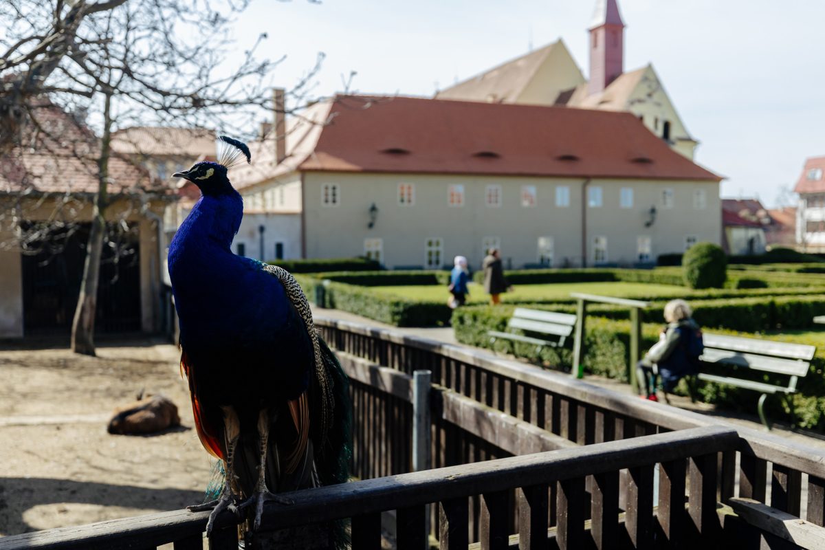 Páv v zahradě nebo parku, v pozadí historická budova a lidé odpočívající na lavičkách